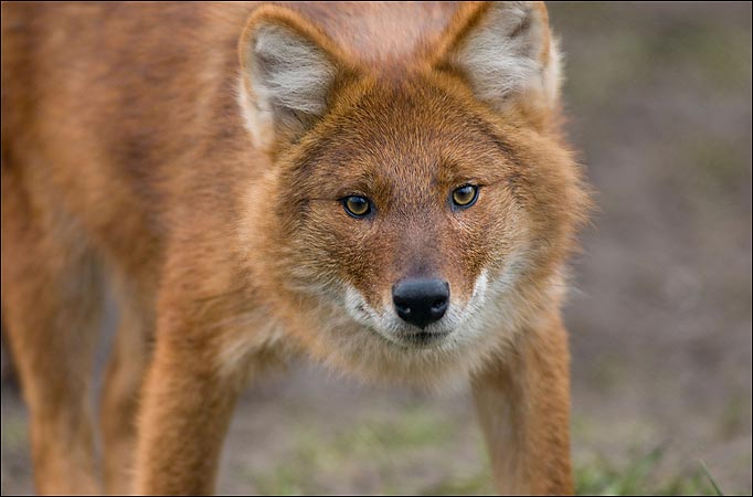 Endangered Dhole